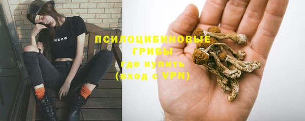 стаф Алзамай