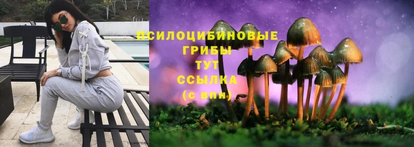 стаф Алзамай